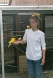 kakariki op hand